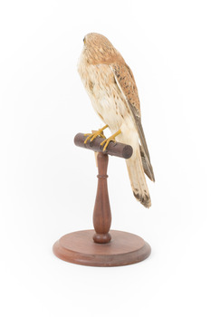 Nankeen Kestrel perching on wooden stand facing front left