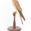 Nankeen Kestrel perching on wooden stand facing left