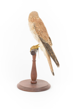 Nankeen Kestrel perching on wooden stand facing left