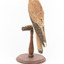 Nankeen Kestrel perching on wooden stand facing back left