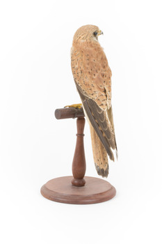 Nankeen Kestrel perching on wooden stand facing back left