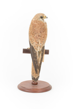 Nankeen Kestrel perching on wooden stand facing back