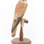 Nankeen Kestrel perching on wooden stand facing back right