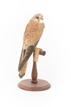 Nankeen Kestrel perching on wooden stand facing back right