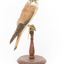 Nankeen Kestrel perching on wooden stand facing right