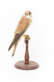 Nankeen Kestrel perching on wooden stand facing right