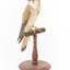 Nankeen Kestrel perching on wooden stand facing front right