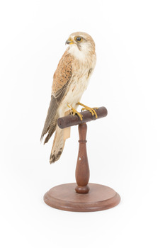 Nankeen Kestrel perching on wooden stand facing front right