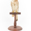 Nankeen Kestrel perching on wooden stand facing front 