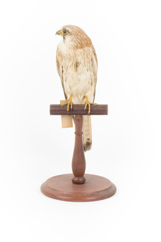 Nankeen Kestrel perching on wooden stand facing front 