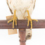 Nankeen Kestrel  Close-up base with claws