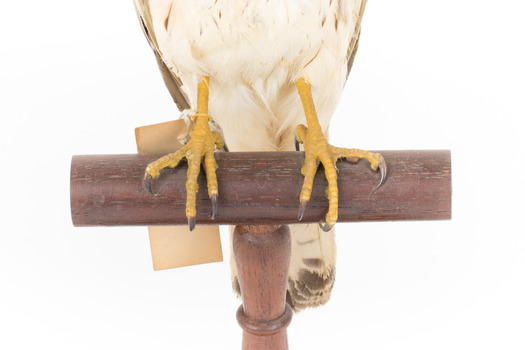 Nankeen Kestrel  Close-up base with claws