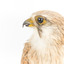 Nankeen Kestrel with close-up to the left