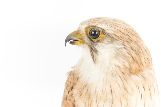 Nankeen Kestrel with close-up to the left