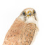 Nankeen Kestrel with close-up to the front