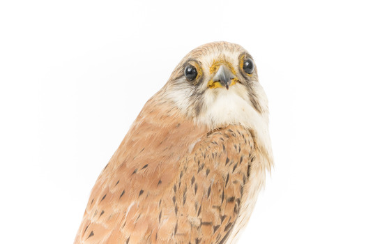 Nankeen Kestrel with close-up to the front