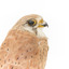 Nankeen Kestrel with close-up to the right