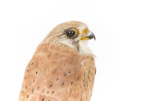Nankeen Kestrel with close-up to the right