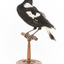 White Winged Chough perching on wooden stand facing forward left