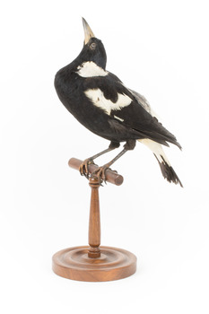 White Winged Chough perching on wooden stand facing forward left
