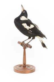 White Winged Chough perching on wooden stand facing forward left
