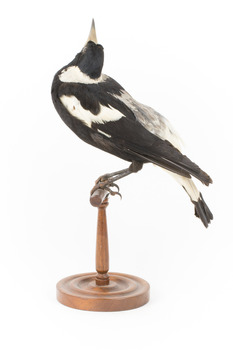 White Winged Chough perching on wooden stand facing left