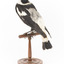 White Winged Chough perching on wooden stand facing back left