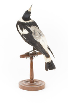 White Winged Chough perching on wooden stand facing back left