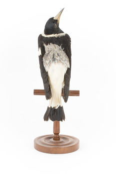 White Winged Chough perching on wooden stand facing back
