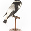 White Winged Chough perching on wooden stand facing back right