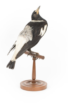 White Winged Chough perching on wooden stand facing back right