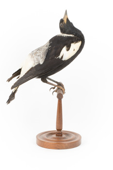 White Winged Chough perching on wooden stand facing right