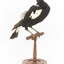 White Winged Chough perching on wooden stand facing forward right