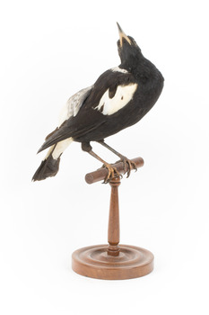 White Winged Chough perching on wooden stand facing forward right