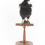White Winged Chough perching on wooden stand facing front