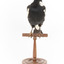 White Winged Chough perching on wooden stand facing front