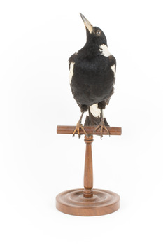 White Winged Chough perching on wooden stand facing front
