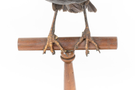 Satin Bowerbird Close-up claws on base