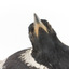 Satin Bowerbird Close-up front