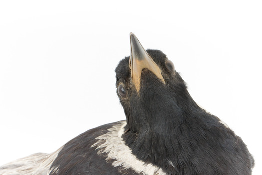 Satin Bowerbird Close-up front