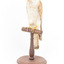 Nankeen Kestrel standing on wooden mount facing front-left