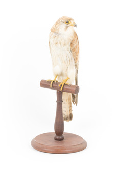 Nankeen Kestrel standing on wooden mount facing front-left