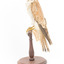 Nankeen Kestrel standing on wooden mount facing left