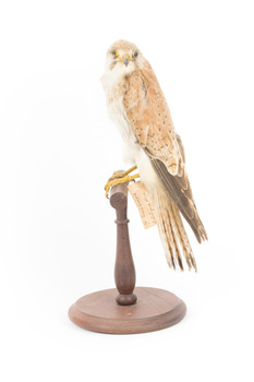 Nankeen Kestrel standing on wooden mount facing left