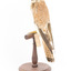 Nankeen Kestrel standing on wooden mount facing back-left