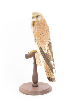 Nankeen Kestrel standing on wooden mount facing back-left