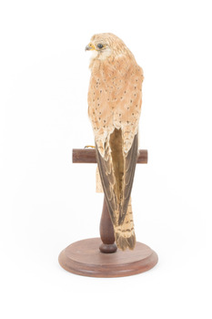 Nankeen Kestrel standing on wooden mount facing backwards