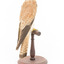 Nankeen Kestrel standing on wooden mount facing back-right