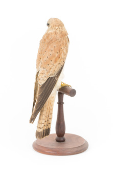 Nankeen Kestrel standing on wooden mount facing back-right