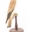 Nankeen Kestrel standing on wooden mount facing right